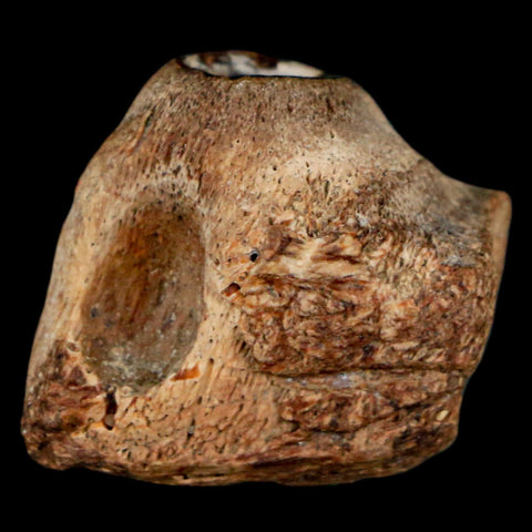 0.9" Mosasaur Fossil Jaw Section Cretaceous Dinosaur Era Texas Ozan FM COA - Fossil Age Minerals