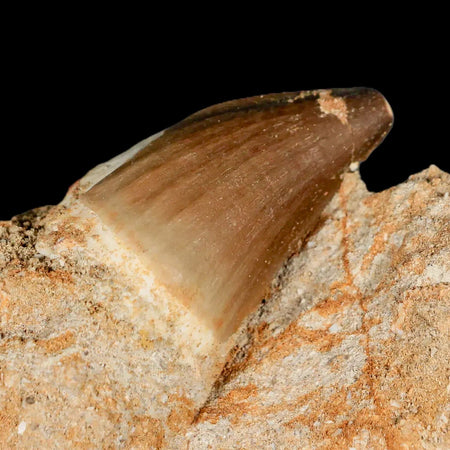 1.7" Mosasaur Prognathodon Fossil Tooth In Matrix Cretaceous Dinosaur Era COA