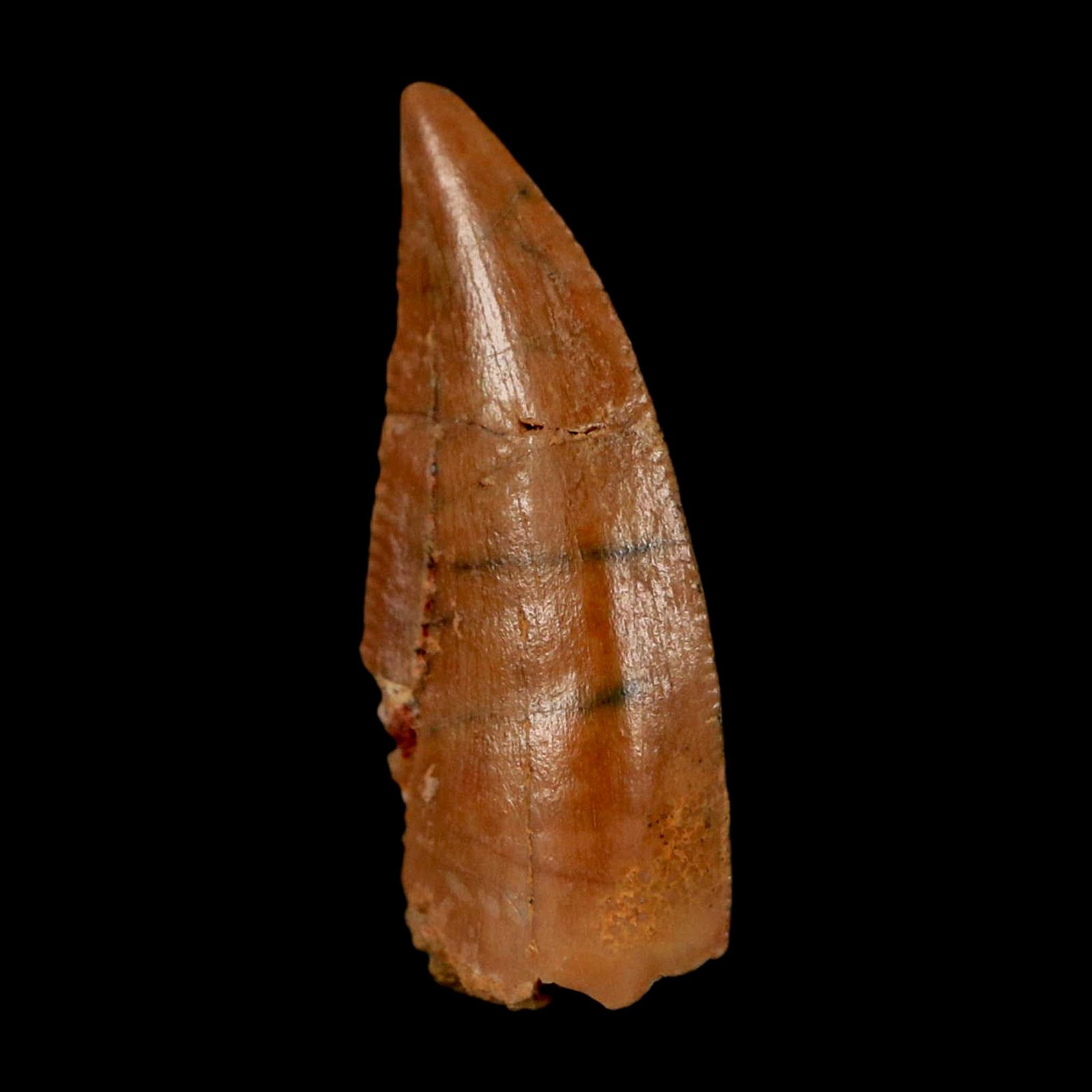 0.8" Abelisaur Serrated Tooth Fossil Cretaceous Age Dinosaur Morocco COA, Display - Fossil Age Minerals