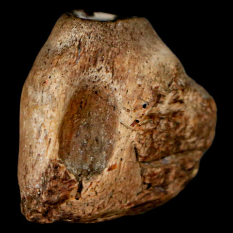 0.9" Mosasaur Fossil Jaw Section Cretaceous Dinosaur Era Texas Ozan FM COA - Fossil Age Minerals