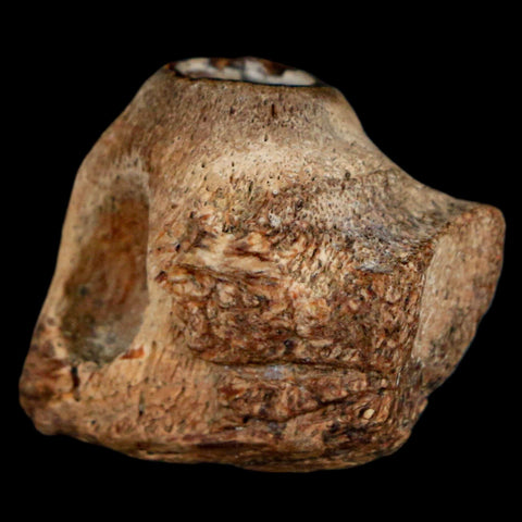 0.9" Mosasaur Fossil Jaw Section Cretaceous Dinosaur Era Texas Ozan FM COA - Fossil Age Minerals