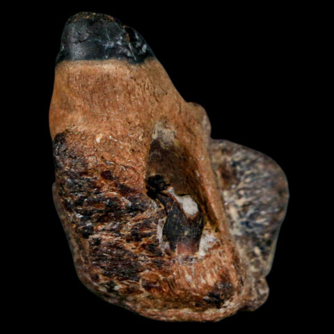 1.2" Mosasaur Fossil Jaw Section Cretaceous Dinosaur Era Texas Ozan FM COA - Fossil Age Minerals