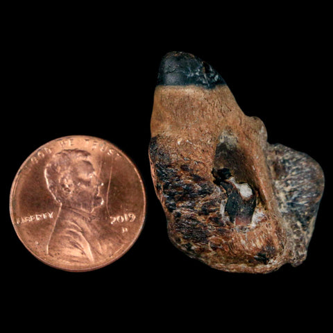 1.2" Mosasaur Fossil Jaw Section Cretaceous Dinosaur Era Texas Ozan FM COA - Fossil Age Minerals