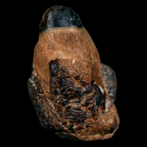 1.2" Mosasaur Fossil Jaw Section Cretaceous Dinosaur Era Texas Ozan FM COA - Fossil Age Minerals