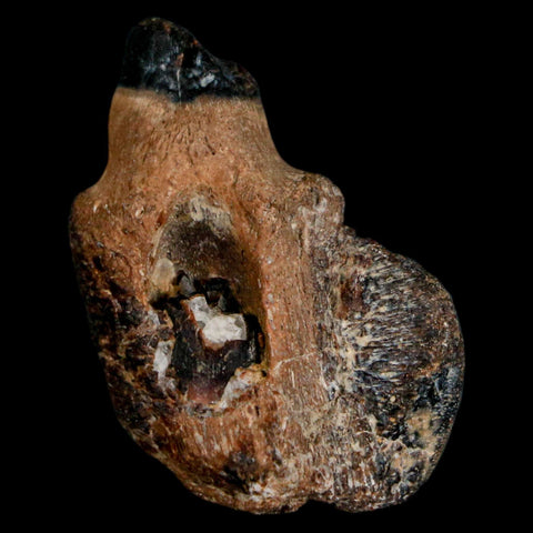 1.2" Mosasaur Fossil Jaw Section Cretaceous Dinosaur Era Texas Ozan FM COA - Fossil Age Minerals