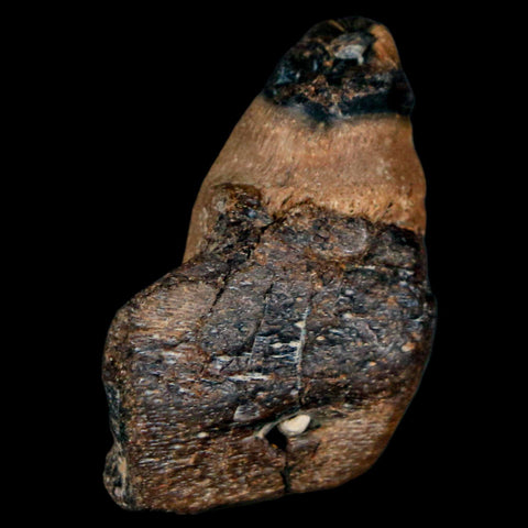 1.2" Mosasaur Fossil Jaw Section Cretaceous Dinosaur Era Texas Ozan FM COA - Fossil Age Minerals