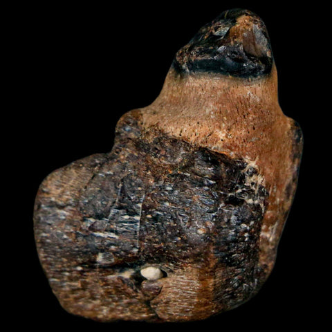 1.2" Mosasaur Fossil Jaw Section Cretaceous Dinosaur Era Texas Ozan FM COA - Fossil Age Minerals