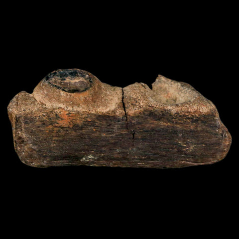 1.6" Mosasaur Fossil Jaw Section Cretaceous Dinosaur Era Texas Ozan FM COA - Fossil Age Minerals