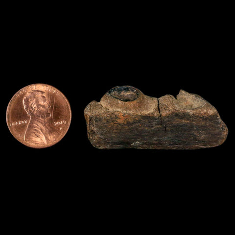 1.6" Mosasaur Fossil Jaw Section Cretaceous Dinosaur Era Texas Ozan FM COA - Fossil Age Minerals