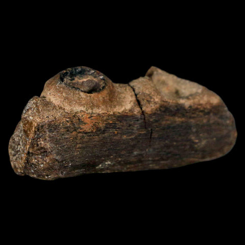 1.6" Mosasaur Fossil Jaw Section Cretaceous Dinosaur Era Texas Ozan FM COA - Fossil Age Minerals