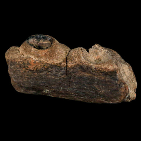 1.6" Mosasaur Fossil Jaw Section Cretaceous Dinosaur Era Texas Ozan FM COA - Fossil Age Minerals