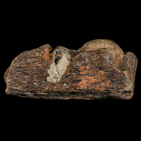 1.6" Mosasaur Fossil Jaw Section Cretaceous Dinosaur Era Texas Ozan FM COA - Fossil Age Minerals