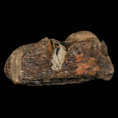 1.6" Mosasaur Fossil Jaw Section Cretaceous Dinosaur Era Texas Ozan FM COA - Fossil Age Minerals