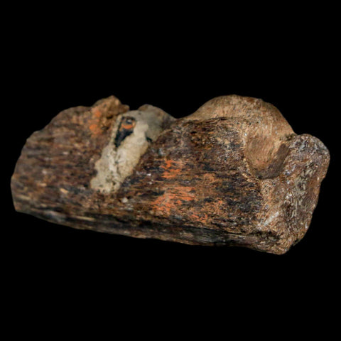 1.6" Mosasaur Fossil Jaw Section Cretaceous Dinosaur Era Texas Ozan FM COA - Fossil Age Minerals