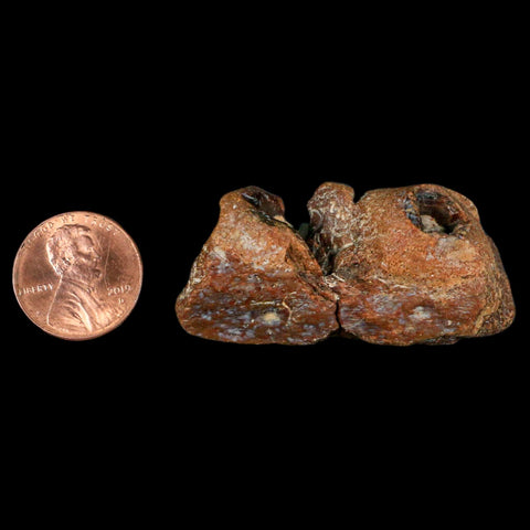 1.9" Mosasaur Fossil Jaw Section Cretaceous Dinosaur Era Texas Ozan FM COA - Fossil Age Minerals