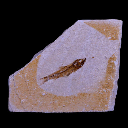 1.2" Hemisaurida Fossil Fish Plate Cretaceous Dinosaur Age Hakel Lebanon