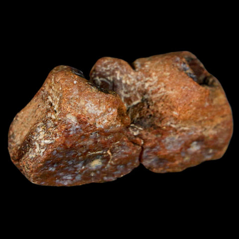 1.9" Mosasaur Fossil Jaw Section Cretaceous Dinosaur Era Texas Ozan FM COA - Fossil Age Minerals