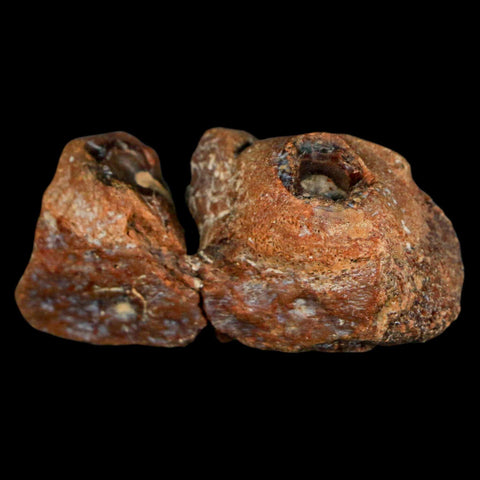 1.9" Mosasaur Fossil Jaw Section Cretaceous Dinosaur Era Texas Ozan FM COA - Fossil Age Minerals