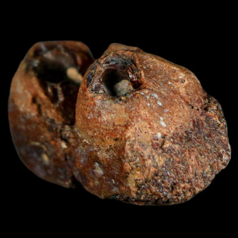 1.9" Mosasaur Fossil Jaw Section Cretaceous Dinosaur Era Texas Ozan FM COA - Fossil Age Minerals