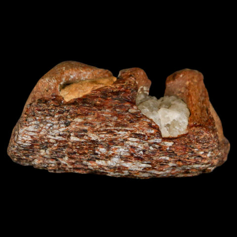 1.9" Mosasaur Fossil Jaw Section Cretaceous Dinosaur Era Texas Ozan FM COA - Fossil Age Minerals