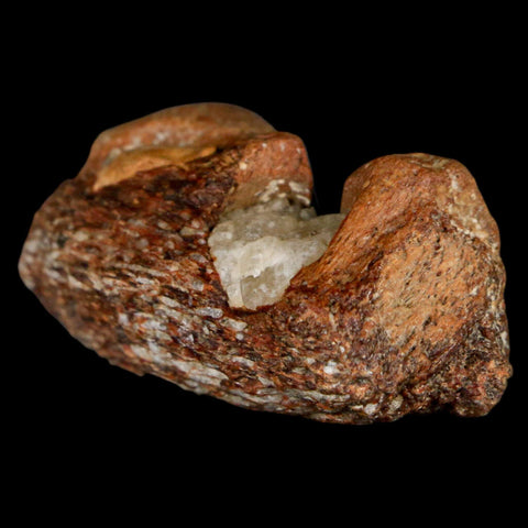 1.9" Mosasaur Fossil Jaw Section Cretaceous Dinosaur Era Texas Ozan FM COA - Fossil Age Minerals