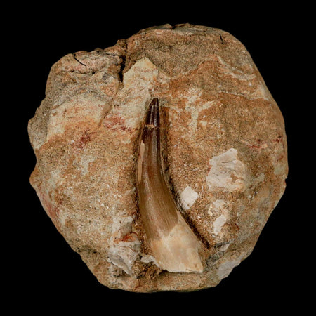 XL 2.2" Plesiosaur Zarafasaura Tooth Fossil In Matrix Cretaceous Dinosaur Era COA