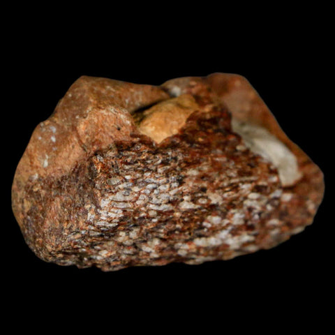 1.9" Mosasaur Fossil Jaw Section Cretaceous Dinosaur Era Texas Ozan FM COA - Fossil Age Minerals