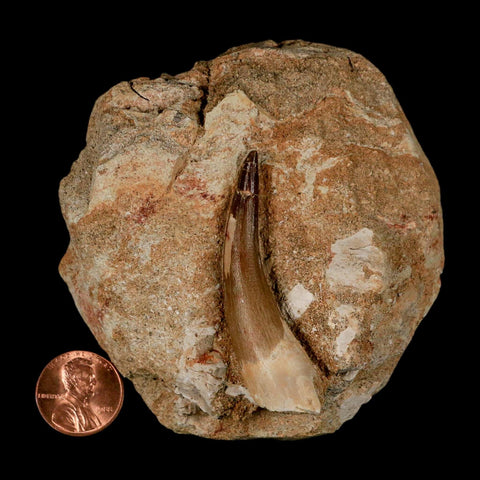 XL 2.2" Plesiosaur Zarafasaura Tooth Fossil In Matrix Cretaceous Dinosaur Era COA