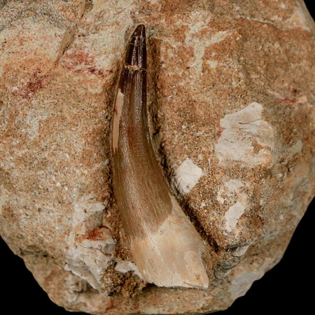 XL 2.2" Plesiosaur Zarafasaura Tooth Fossil In Matrix Cretaceous Dinosaur Era COA