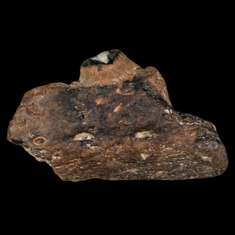 2.2" Mosasaur Fossil Jaw Section Cretaceous Dinosaur Era Texas Ozan FM COA - Fossil Age Minerals