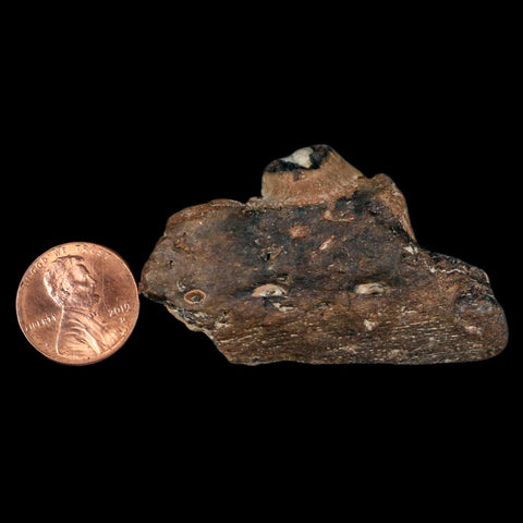 2.2" Mosasaur Fossil Jaw Section Cretaceous Dinosaur Era Texas Ozan FM COA - Fossil Age Minerals