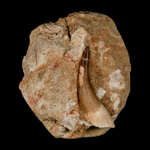 XL 2.2" Plesiosaur Zarafasaura Tooth Fossil In Matrix Cretaceous Dinosaur Era COA
