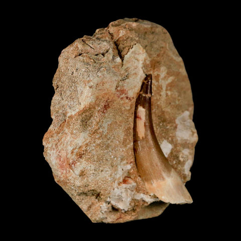 XL 2.2" Plesiosaur Zarafasaura Tooth Fossil In Matrix Cretaceous Dinosaur Era COA