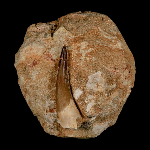 XL 2.2" Plesiosaur Zarafasaura Tooth Fossil In Matrix Cretaceous Dinosaur Era COA
