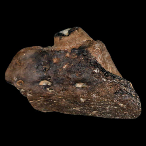 2.2" Mosasaur Fossil Jaw Section Cretaceous Dinosaur Era Texas Ozan FM COA - Fossil Age Minerals