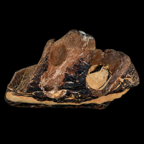 2.2" Mosasaur Fossil Jaw Section Cretaceous Dinosaur Era Texas Ozan FM COA - Fossil Age Minerals