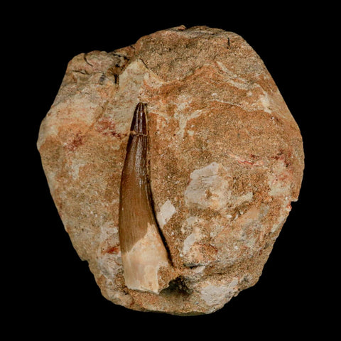 XL 2.2" Plesiosaur Zarafasaura Tooth Fossil In Matrix Cretaceous Dinosaur Era COA