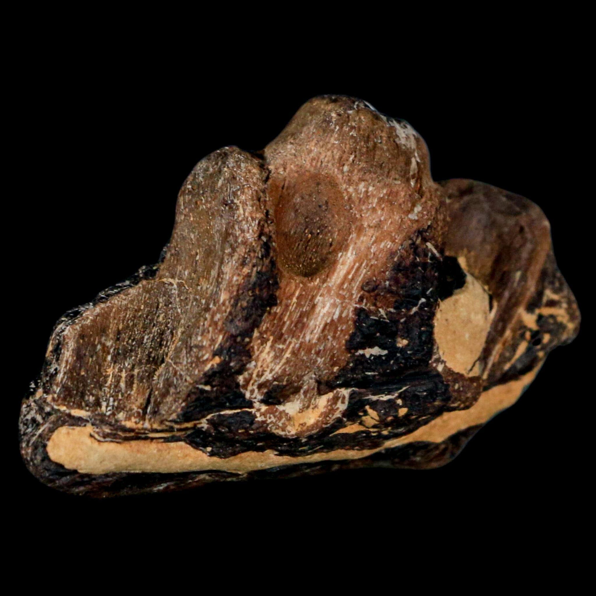 2.2" Mosasaur Fossil Jaw Section Cretaceous Dinosaur Era Texas Ozan FM COA - Fossil Age Minerals