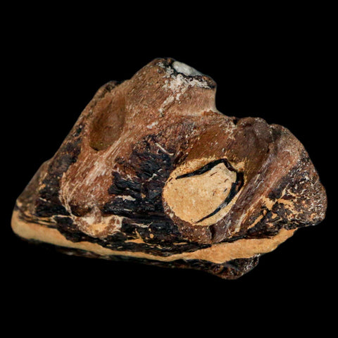 2.2" Mosasaur Fossil Jaw Section Cretaceous Dinosaur Era Texas Ozan FM COA - Fossil Age Minerals