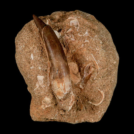 XL 2.3" Plesiosaur Zarafasaura Tooth Fossil In Matrix Cretaceous Dinosaur Era COA