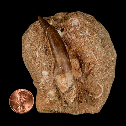 XL 2.3" Plesiosaur Zarafasaura Tooth Fossil In Matrix Cretaceous Dinosaur Era COA