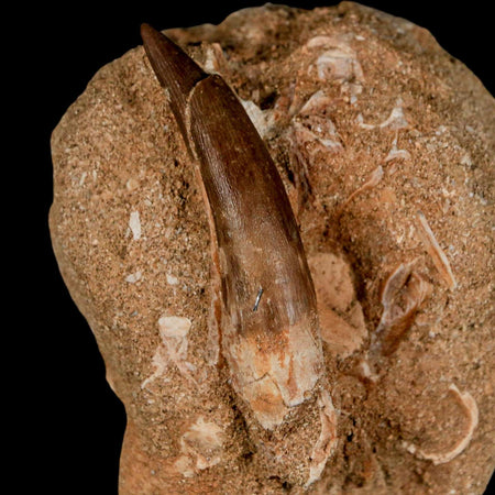 XL 2.3" Plesiosaur Zarafasaura Tooth Fossil In Matrix Cretaceous Dinosaur Era COA