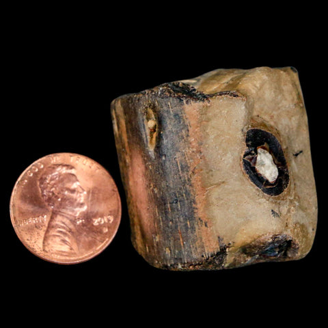 1.4" Mosasaur Fossil Jaw Section Cretaceous Dinosaur Era Texas Ozan FM COA - Fossil Age Minerals