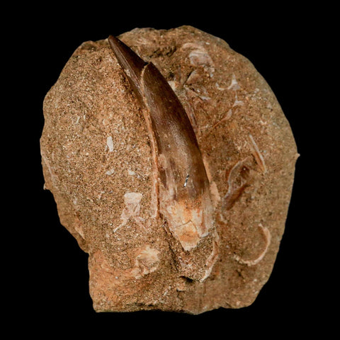 XL 2.3" Plesiosaur Zarafasaura Tooth Fossil In Matrix Cretaceous Dinosaur Era COA