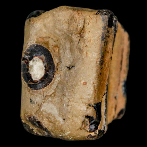 1.4" Mosasaur Fossil Jaw Section Cretaceous Dinosaur Era Texas Ozan FM COA - Fossil Age Minerals