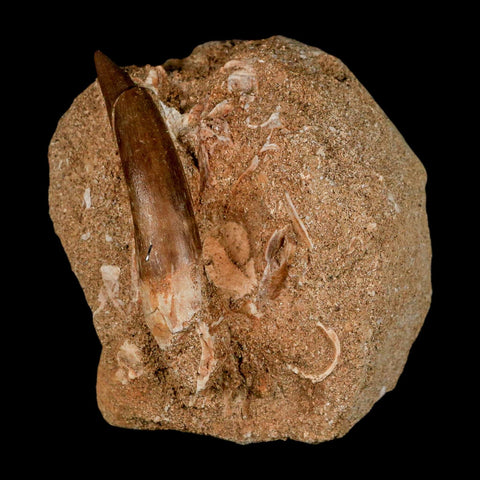 XL 2.3" Plesiosaur Zarafasaura Tooth Fossil In Matrix Cretaceous Dinosaur Era COA
