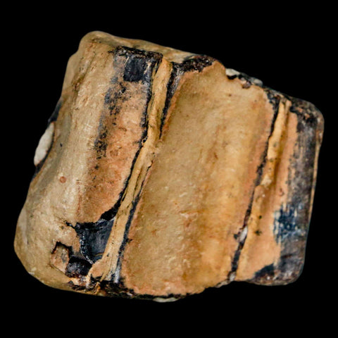 1.4" Mosasaur Fossil Jaw Section Cretaceous Dinosaur Era Texas Ozan FM COA - Fossil Age Minerals