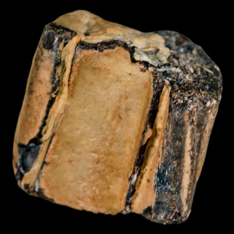 1.4" Mosasaur Fossil Jaw Section Cretaceous Dinosaur Era Texas Ozan FM COA - Fossil Age Minerals