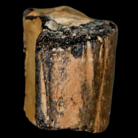 1.4" Mosasaur Fossil Jaw Section Cretaceous Dinosaur Era Texas Ozan FM COA - Fossil Age Minerals