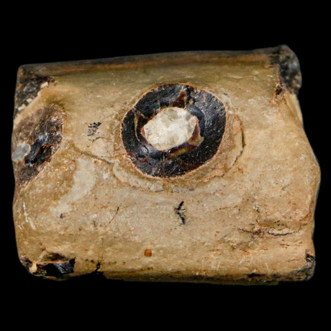 1.4" Mosasaur Fossil Jaw Section Cretaceous Dinosaur Era Texas Ozan FM COA - Fossil Age Minerals